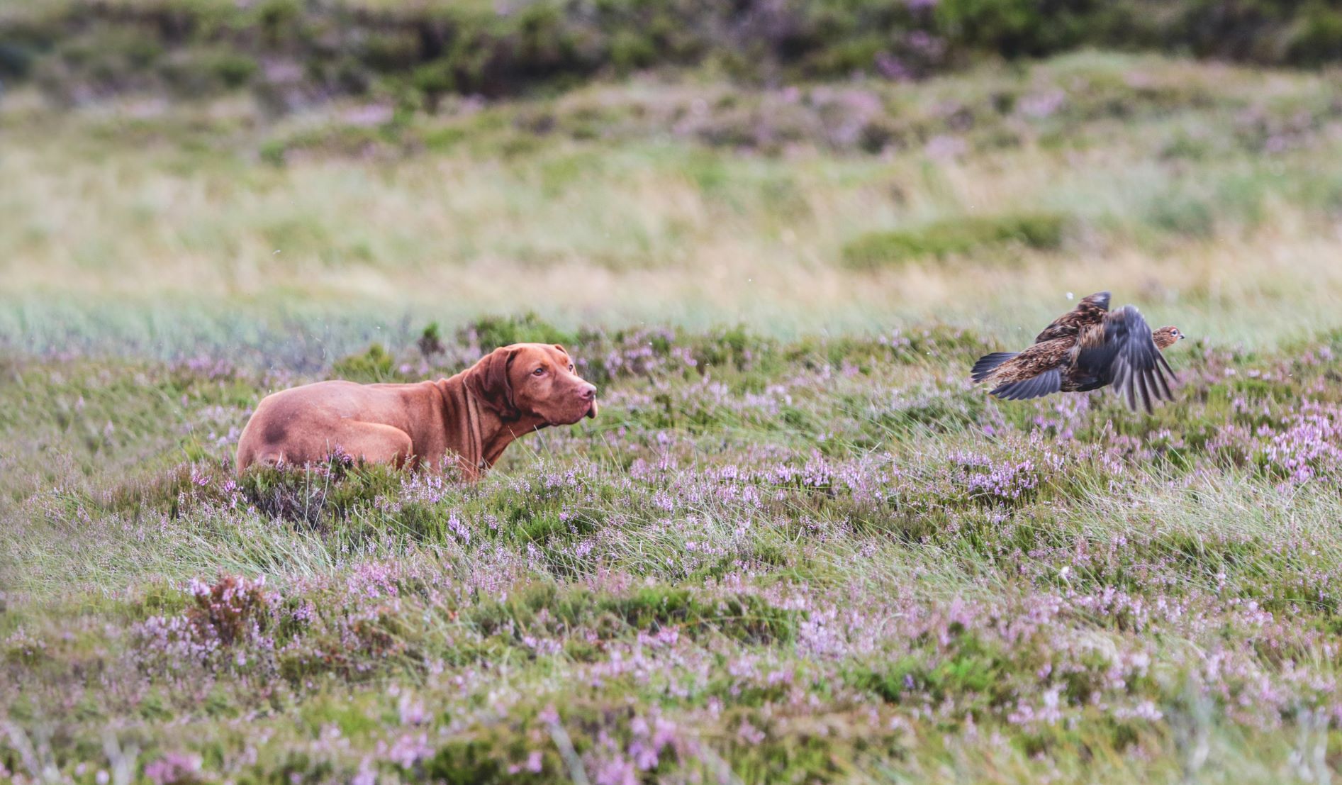 dog flushing out grouse in heather